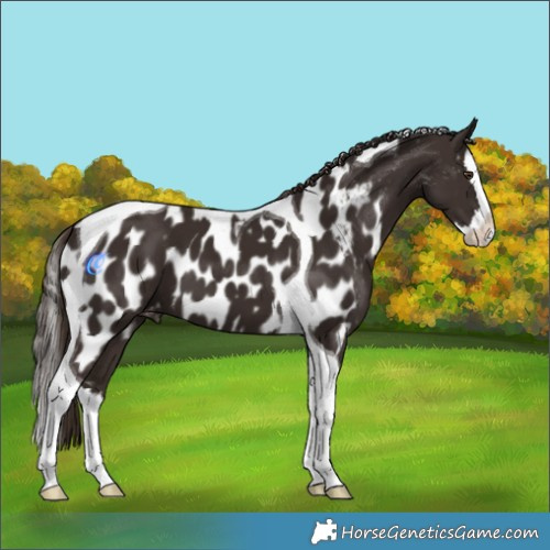 Horse Color:Liver Chestnut Splash Tobiano Near Leopard 