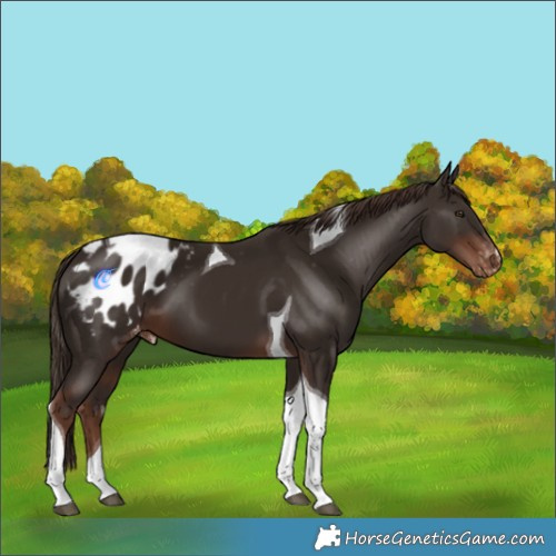 Horse Color:Liver Chestnut Tobiano Blanket