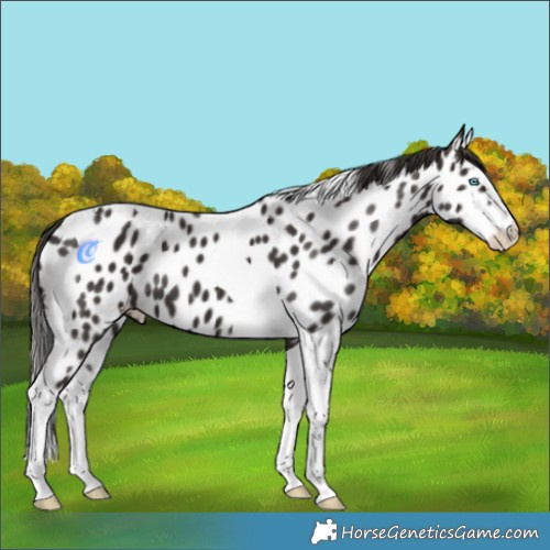 Horse Color:Liver Chestnut Splash Tobiano Near Leopard