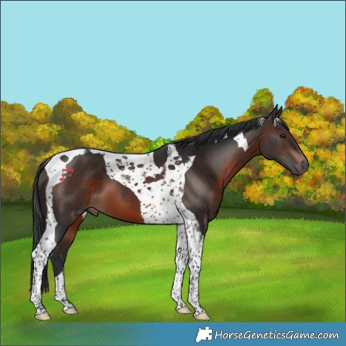 Horse Color:Brown Tobiano