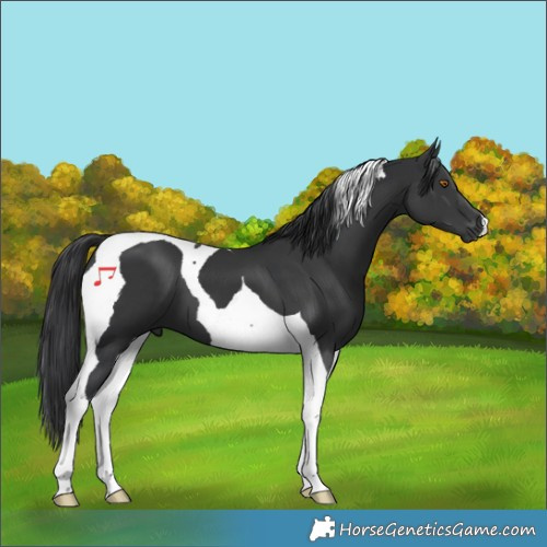 Horse Color:Black Tobiano 