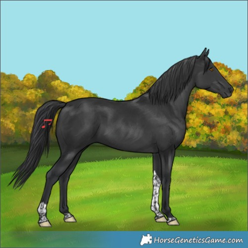 Horse Color:Black Tobiano 