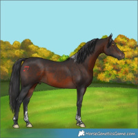 Horse Color:Brown Tobiano
