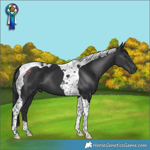 Horse Color:Black Tobiano