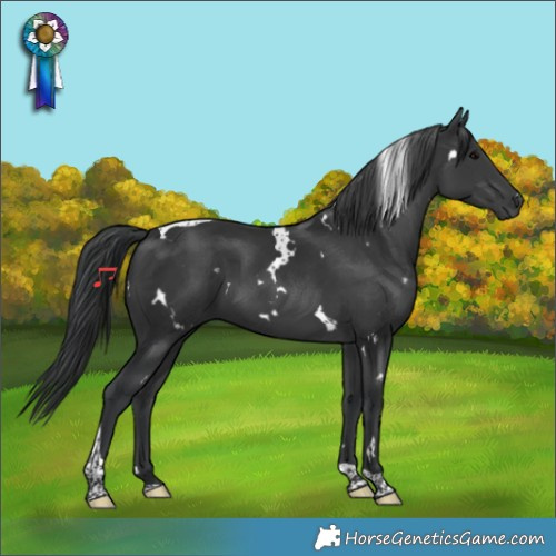 Horse Color:White Spotted Black Tobiano