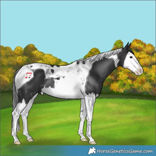 Horse Color:Black Splash Tobiano