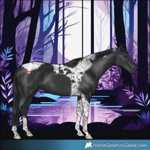 Horse Color:Black Tobiano 