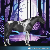 Horse Color:Black Tobiano