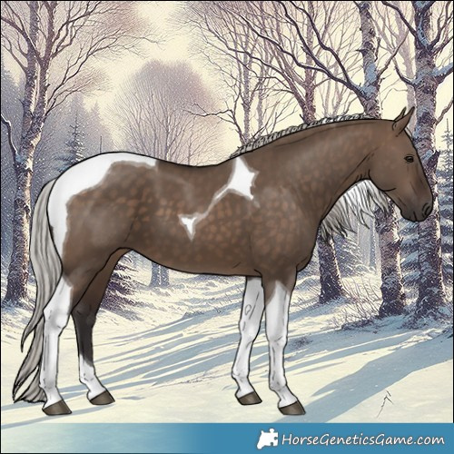 Horse Color:Silver Brown Dun Tobiano 