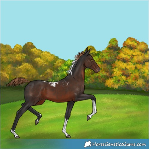 Horse Color:Liver Chestnut Tobiano Skewed Appaloosa