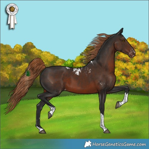 Horse Color:Liver Chestnut Tobiano Skewed Appaloosa