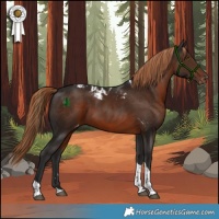 Horse Color:Liver Chestnut Tobiano Skewed LP Spotted