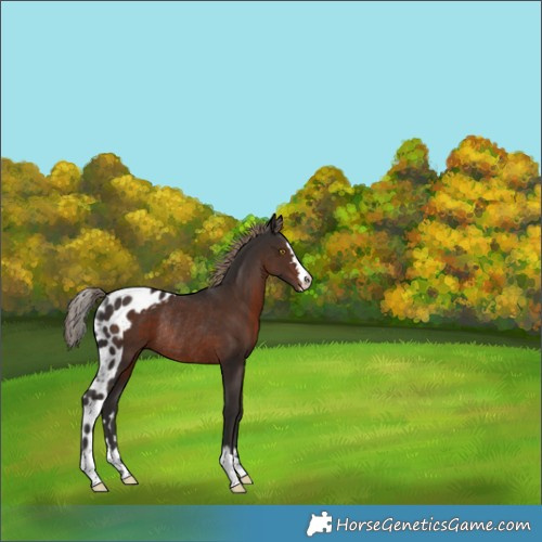 Horse Color:Liver Chestnut Skewed Appaloosa Rabicano