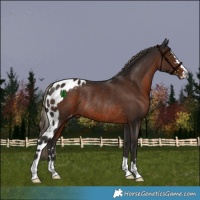 Horse Color:Liver Chestnut Skewed LP Spotted Rabicano