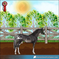 Horse Color:Smoky Black Skewed LP Spotted 