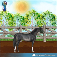 Horse Color:Black Skewed LP Spotted Rabicano
