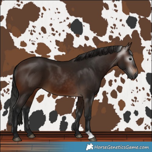 Horse Color:Gray Bay 