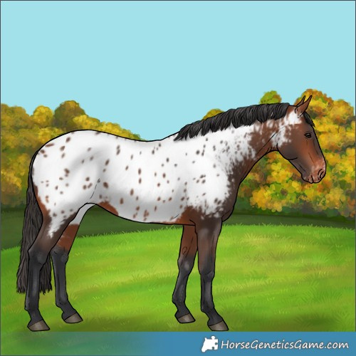 Horse Color:Bay Near Leopard