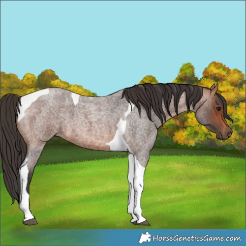 Horse Color:Bay Roan Tobiano 