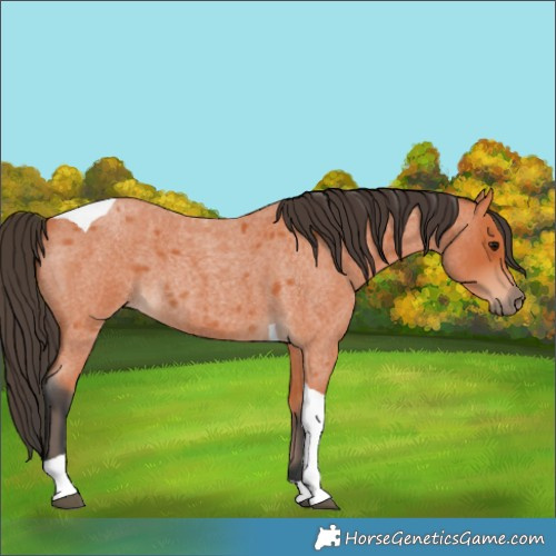 Horse Color:Bay Roan Tobiano 