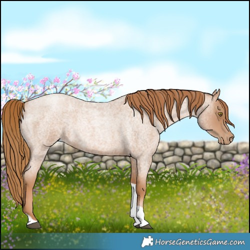 Horse Color:Red Roan Pearl Tobiano