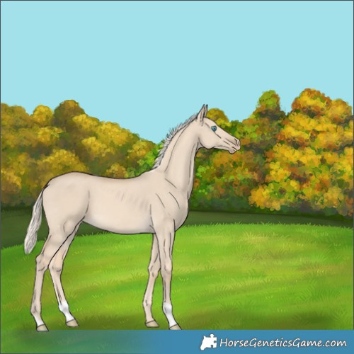 Horse Color:Cremello Dun 