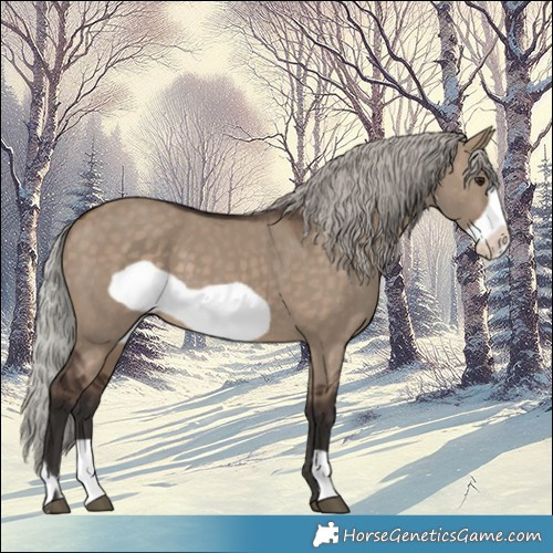 Horse Color:Silver Brown Dun Frame 