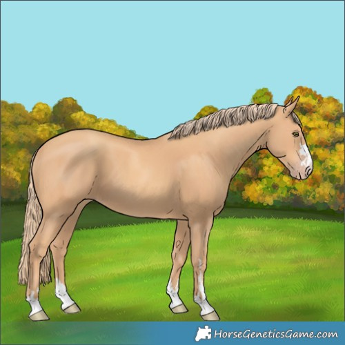 Horse Color:Gold Champagne 