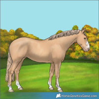Horse Color:Gold Champagne