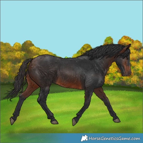 Horse Color:Brown