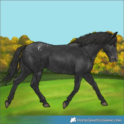 Horse Color:Black Blanket