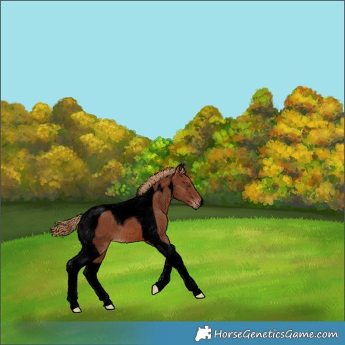 Horse Color:Void Chestnut Tobiano 
