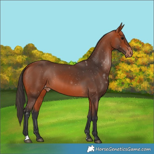 Horse Color:Bay Varnish