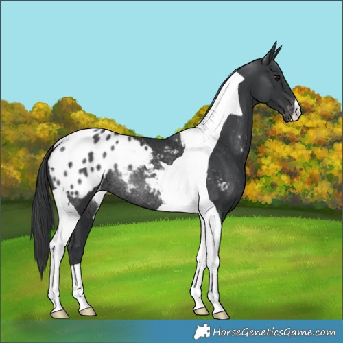 Horse Color:Black Tobiano Appaloosa Rabicano