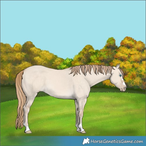 Horse Color:Perlino Dun 