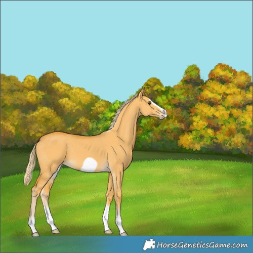 Horse Color:Palomino Dun Splash Frame 