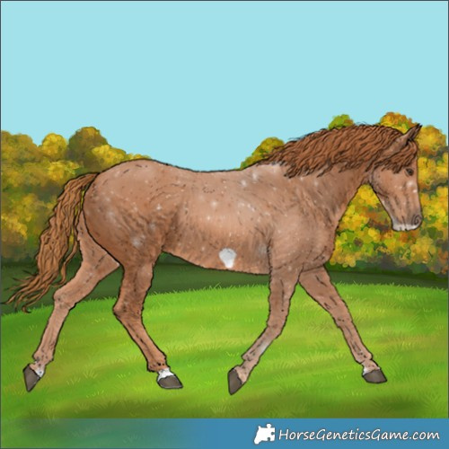 Horse Color:Chestnut Frame 