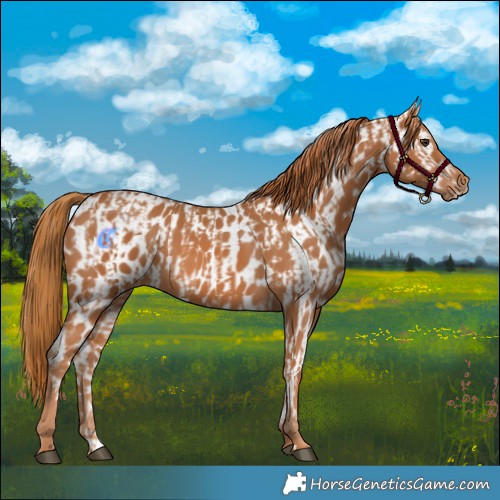 Horse Color:Chestnut and Chestnut Near Leopard