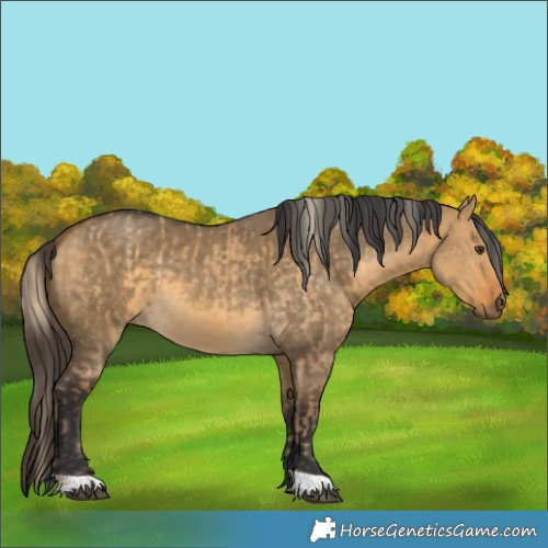 Horse Color:Chocolate Palomino Dun and Buckskin Dun