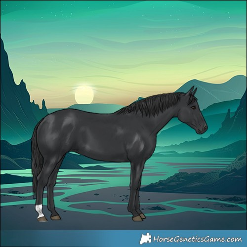 Horse Color:Black 