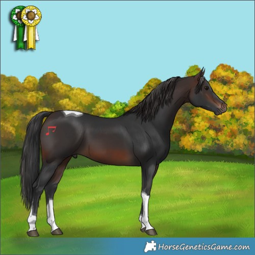 Horse Color:Brown Tobiano 