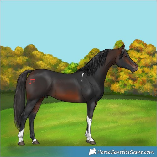 Horse Color:Brown Tobiano