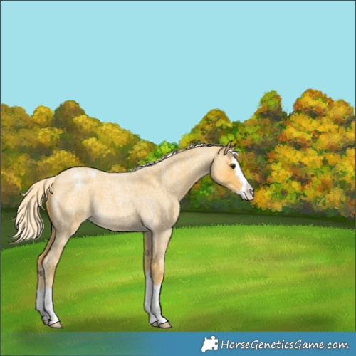 Horse Color:Palomino Roan Splash Appaloosa 