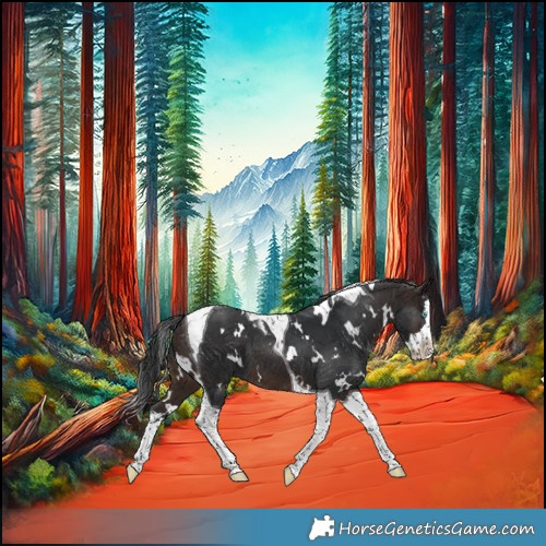 Horse Color:White Spotted Brown Splash Tobiano
