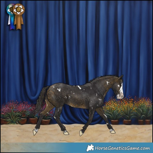 Horse Color:White Spotted Buckskin Splash Appaloosa 