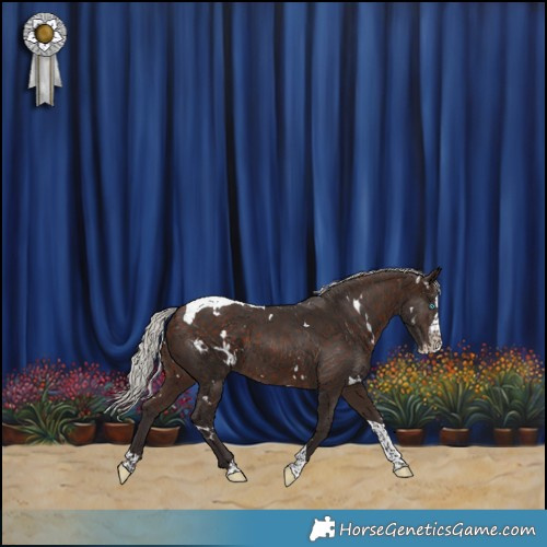 Horse Color:White Spotted Silver Bay Splash Tobiano 
