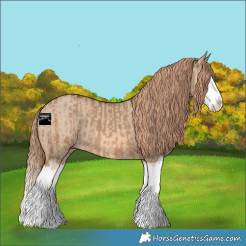 Horse Color:Red Dun Splash and Red Dun Splash