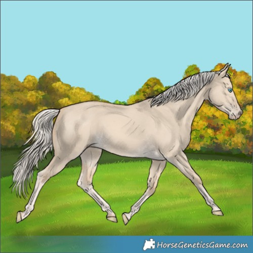 Horse Color:Cremello Dun