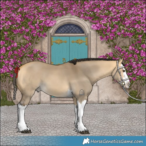 Horse Color:Buckskin Dun Splash 