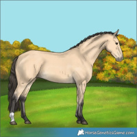 Horse Color:Buckskin 